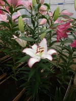 [4222 Hotline No01.JPG]